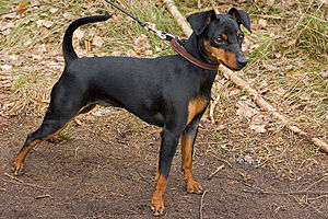 Pinscher miniatura