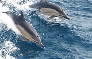 Delphinus (animal)