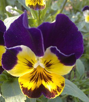 Viola × wittrockiana