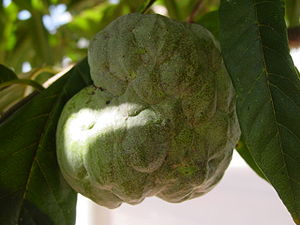 Annonaceae