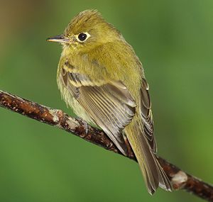 Tyrant flycatcher