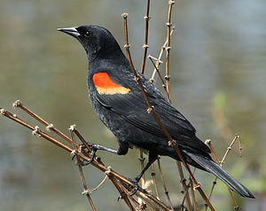 Red-winged Blackbird