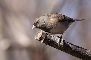 Junco (aves)