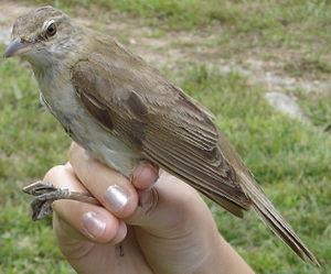 Great Reed Warbler