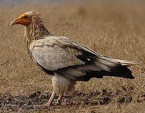 Egyptian Vulture