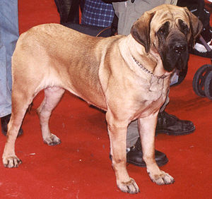 Moloso (perro)