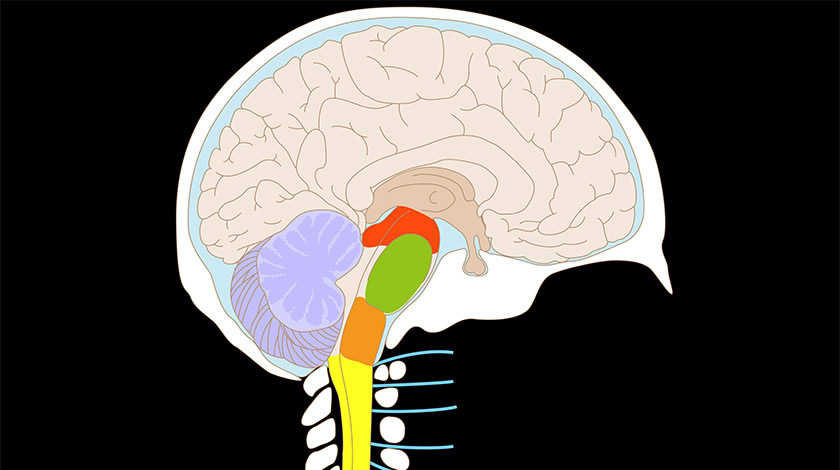 Sistema nervoso central (Fácil)