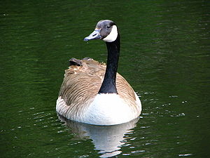 Branta