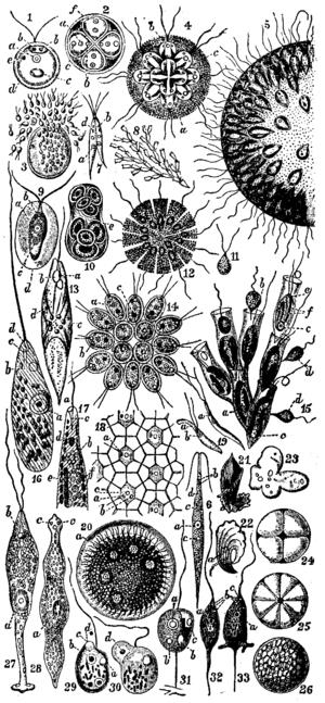 Flagellate