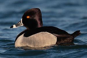 Ring-necked Duck