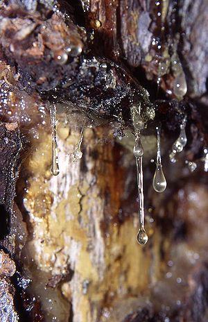 Tetraterpenoides