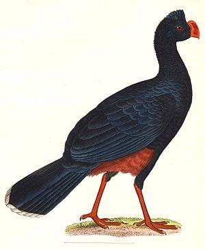 Alagoas Curassow