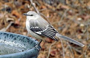 Northern Mockingbird