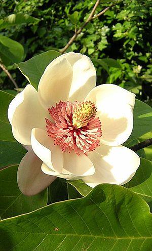 Magnoliales