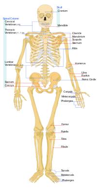 Human musculoskeletal system
