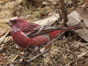 Carpodacus