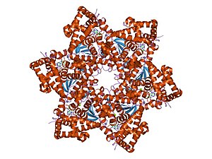 Virus del papiloma humano