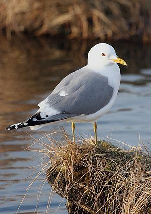 Common Gull