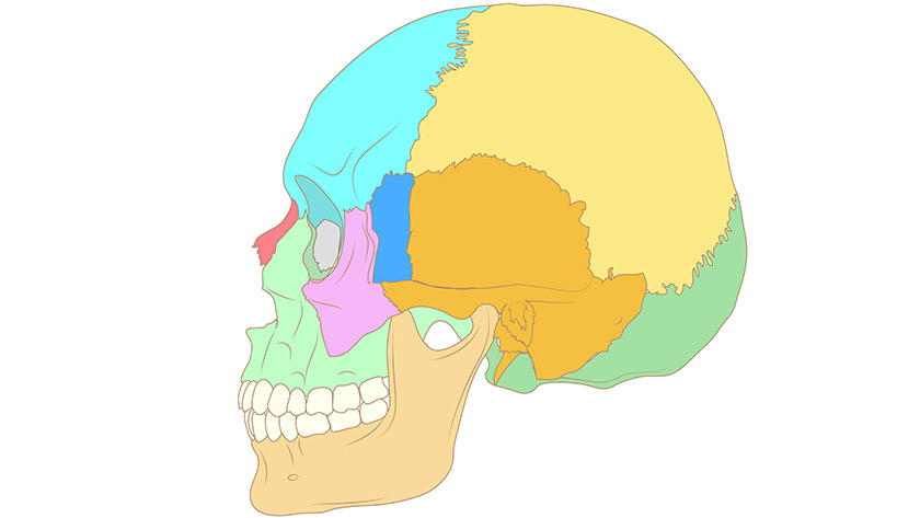 Huesos del cráneo humano, corte transversal (Secundaria-Bachillerato) Juego  del cuerpo humano. ¿Dónde está? - Juegos de Ciencias Naturales