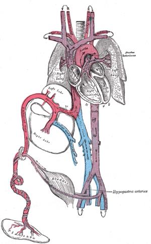 Arteria umbilical