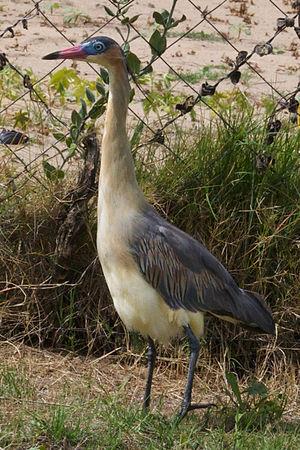 Whistling Heron