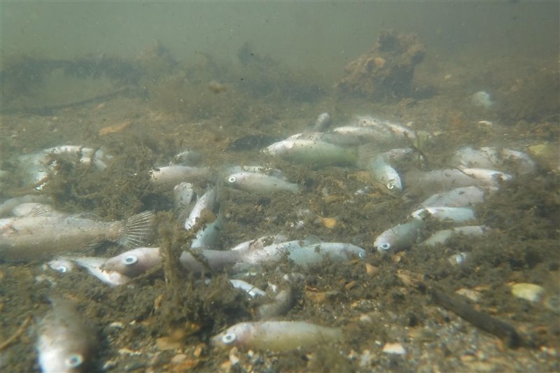 Espainiako hondamendi naturalak: Prestige, Zaldívar, Palomares, Mar Menor eta Aznalcóllar