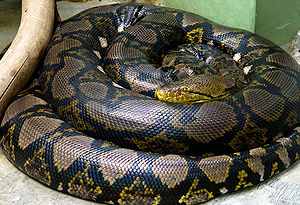 Python reticulatus