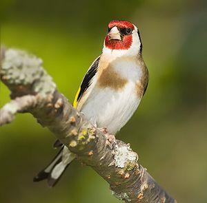 Carduelis