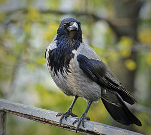 Hooded Crow