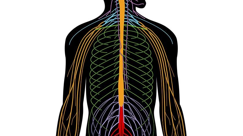 Peripheral nervous system (Normal)