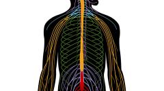 Peripheral nervous system (Normal)
