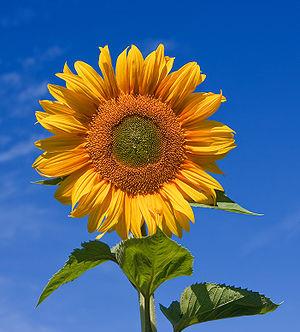 Helianthus annuus