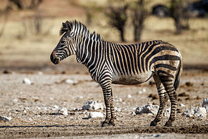 Equus zebra