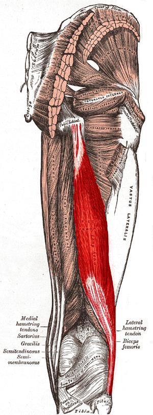 Músculo bíceps femoral