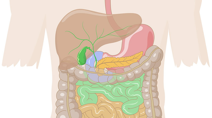 Digestive system (Normal)