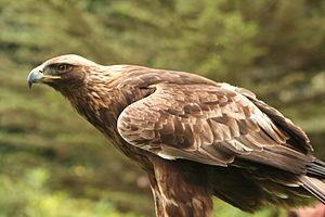 Aquila (animal)