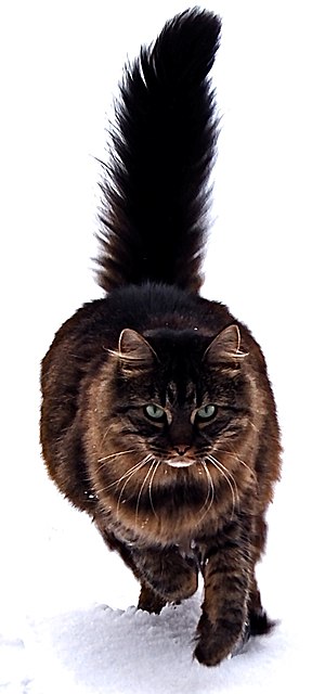 Maine Coon