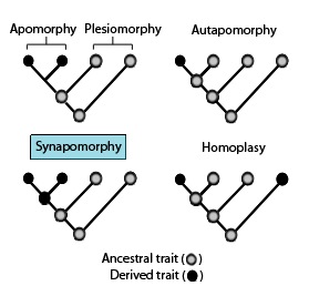 Sinapomorfia