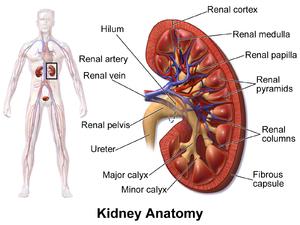 Papila renal