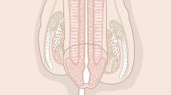 Apparato genitale maschile, vista anteriore (Semplice)