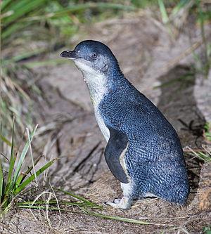 Little Penguin