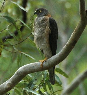 Accipiter