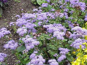 Eupatorieae