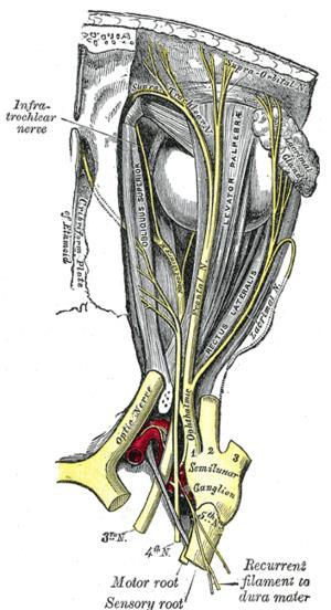 Nervio oculomotor