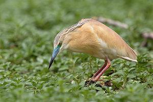 Squacco Heron