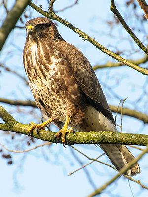 Common Buzzard