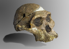 Menschliche Evolution: Autralopithecus