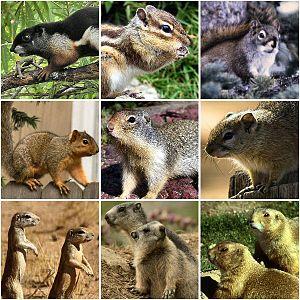 Sciuridae