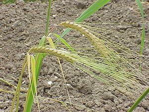 Hordeum