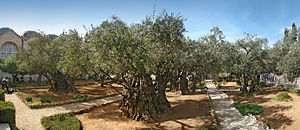 Getsemaní